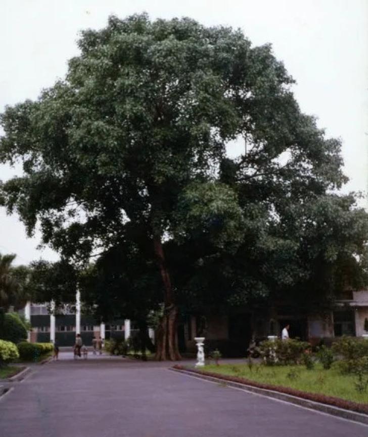 板中精神象徵：菩提樹（周克任攝影），後來於1986年9月因颱風倒塌。圖／曾建元提供 